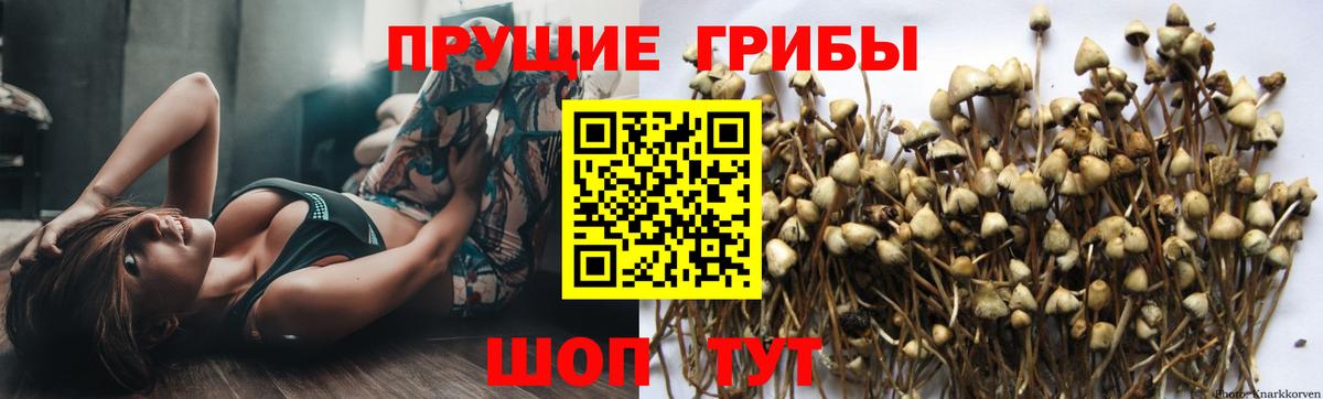 Дербент  Галлюциногенные грибы Psilocybe  Вход с VPN 